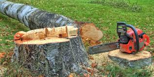 North Lakeport, CA Tree Care Company