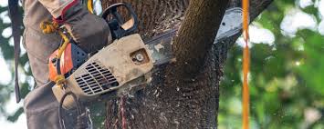 Lawn Watering Services in North Lakeport, CA