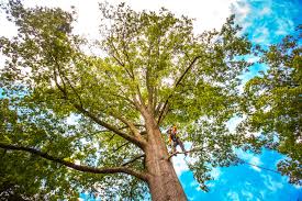 How Our Tree Care Process Works  in  North Lakeport, CA