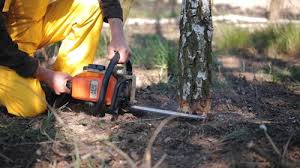  North Lakeport, CA Tree Care Pros