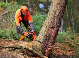 Best Storm Damage Tree Cleanup  in North Lakeport, CA