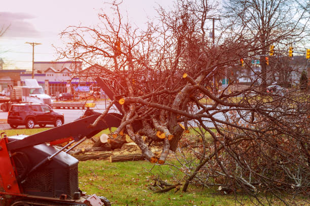 Leaf Removal in North Lakeport, CA