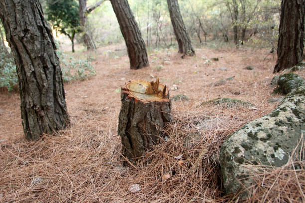 Best Tree Maintenance Programs  in North Lakeport, CA