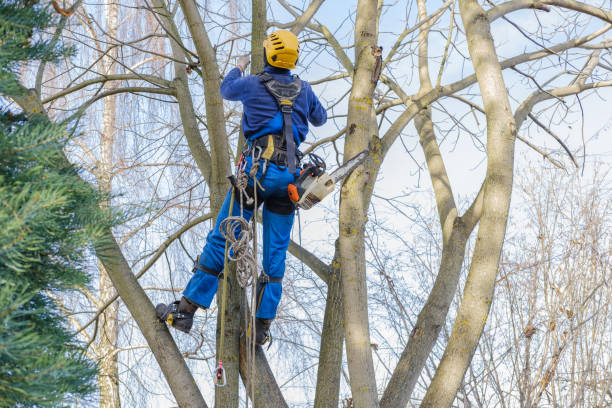 Best Tree Removal  in North Lakeport, CA