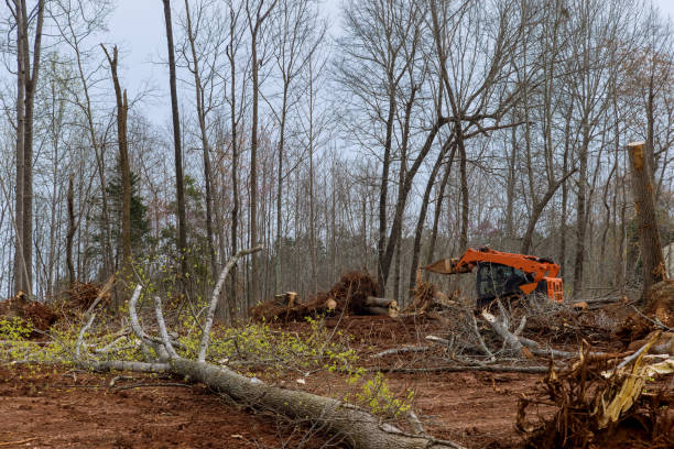 Best Arborist Consultation Services  in North Lakeport, CA