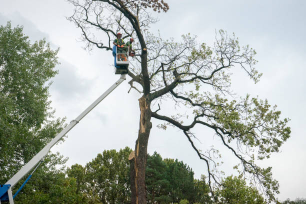Mulching Services in North Lakeport, CA