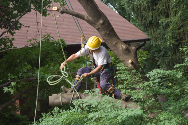Best Lawn Disease Treatment  in North Lakeport, CA